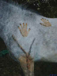 Costa Rica volunteer programm result 1