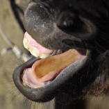 Smiling Horses Monteverde