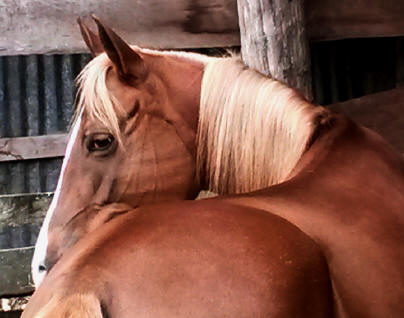Horseback Riding Costa Rica Monteverde